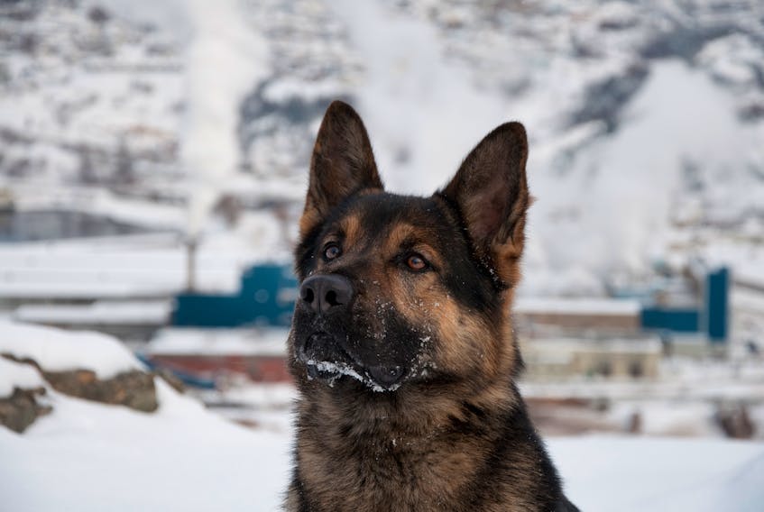 Royal Newfoundland Constabulary police service dog Biff had a long career, locating hundreds of thousands of dollars of illegal drugs and was involved in hundreds of calls for service that helped in investigations and led to arrests.
