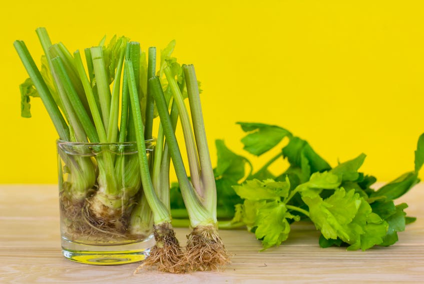 Celery is one plant you can easily regenerate at home - just place the end of a stalk in water and watch a new root system develop.