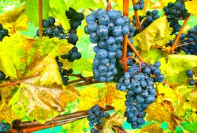 Grapes are ready for harvesting in the Annapolis Valley vineyards.