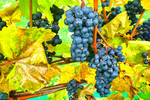 Grapes are ready for harvesting in the Annapolis Valley vineyards.