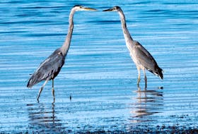 A pair of herons by the shore in Summerside, PEI.