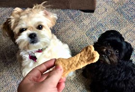 Trixie, left, and Pippa eye a homemade peanut butter bone.
