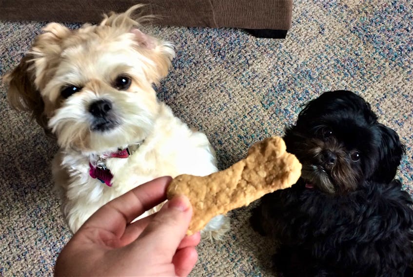 Trixie, left, and Pippa eye a homemade peanut butter bone.