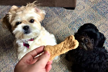 Stuck at home? Try making your own dog treats