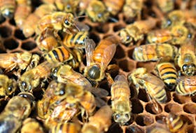 The queen bee can be seen in the centre of the colony. She is the largest bee in the honeybee hive.