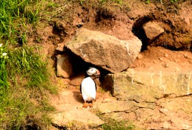 Puffins spend a few months nesting on the Bird Islands before heading out to sea. - Tiffany Thornton
