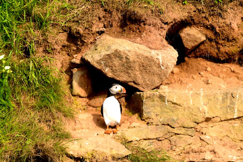 Puffins spend a few months nesting on the Bird Islands before heading out to sea. - Tiffany Thornton