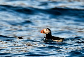 During an almost three-hour tour around Bird Island in Cape Breton, Atlantic puffins can be spotted both in the sea and on land. - Tiffany Thornton