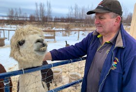 Rick Goodwin stands beside one of the alpacas he and his wife, Joy, have at Rick and Joy’s Funny Farm in West Amherst. Darrell Cole - SaltWire Network