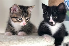 Heavenly Creatures animal rescue group in St. John’s, N.L. says there has been a huge increase in people looking to adopt pets during COVID-19, as many people found themselves home with a or of extra time on their hands and thought it would be a good time to introduce a pet to their household.