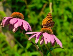A great spangled butterfly rests on a coneflower.