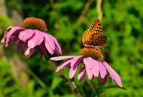 A great spangled butterfly rests on a coneflower.