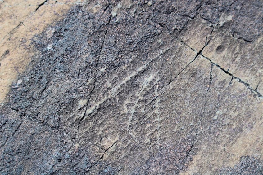 A closer look at one of the fossils found at Mistaken Point. — Contributed