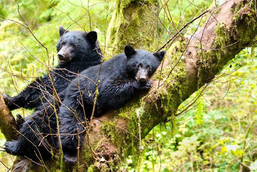 A black bear mother and cub rest inn a tree in British Columbia in this stock image. www.123rf.com 

