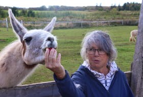 Janet Ogilvie feeds an apple to her guard llama, Griswold. Griswold keeps predators like dogs away from Ogilvie’s alpaca flock at Green Gables Alpacas in Tyne Valley. Logan MacLean/The Guardian