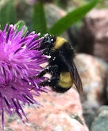 A Yellow Bandit bumble bee, scientifically called Bombus terricola, photographed by Cody Chapman on Aug. 7, 2020, found on iNaturalist. CONTRIBUTED/iNATURALIST
