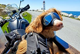 Steve Gallant and his dog Datsun have covered a lot of miles on Gallant's motorcycle this year. They've visited just about every lighthouse in the province including this trip to Peggy's Cove in June.
Steve Gallant