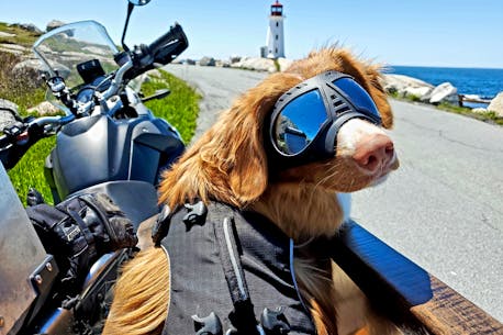 Fuzzy Rider: retriever Datsun and human Gallant on the road to adventure