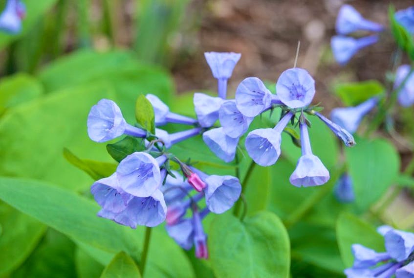<p>The pink buds of the Virginia bluebells become iridescent blue flowers in the spring.</p>