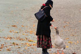 Gary the greylag goose, a fixture of Quidi Vidi Lake who was known for his gentleness, has died (Shawn Fitzpatrick photo.) Contributed