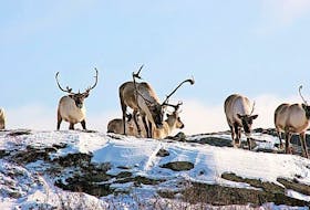 A census completed this summer shows an increase in the Goerge River caribou in Labrador for the first time in 25 years. - FILE PHOTO