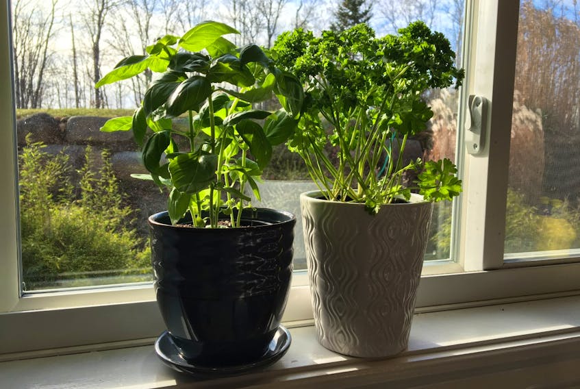 Potted plants brighten up any windowsill, especially over the winter months. NIKI JABBOUR