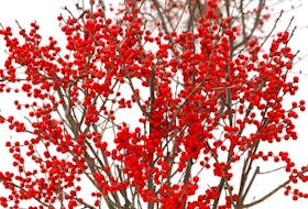 Winterberry is a deciduous native shrub with brilliant red, orange or yellow berries. Proven Winners