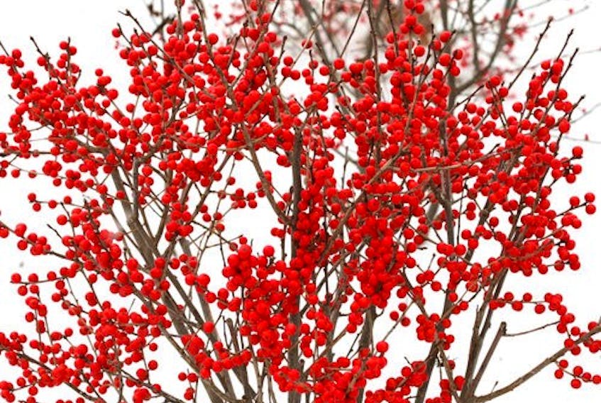 Winterberry is a deciduous native shrub with brilliant red, orange or yellow berries. Proven Winners
