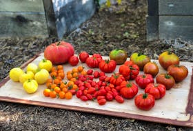 There are ways to speed up ripening so tomatoes are perfect by September. NIKI JABBOUR
