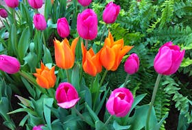 It's almost time for bulb planting season and popular varieties are flying off the shelves at many local garden centres. NIKI JABBOUR