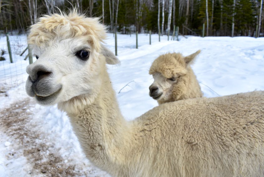 Tennessee Honey, left, seems to smile for the camera as she and her cria (the proper term for a baby alpaca) Ginger Gem roams the grounds Monday at Albert Bridge Alpacas on Hillside Road. The mother-daughter duo could be two of the farm’s alpacas that take part in a wedding ceremony this summer. Chris Connors/Cape Breton Post  

