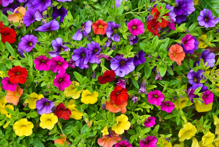 Petunias are available in a variety of colours and scents. They are not difficult to grow from seed.