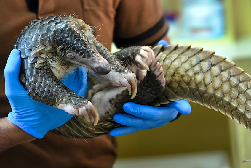 Prized as a source of food and medicine in China, pangolins have been pinpointed as a possible source of the coronavirus outbreak. 