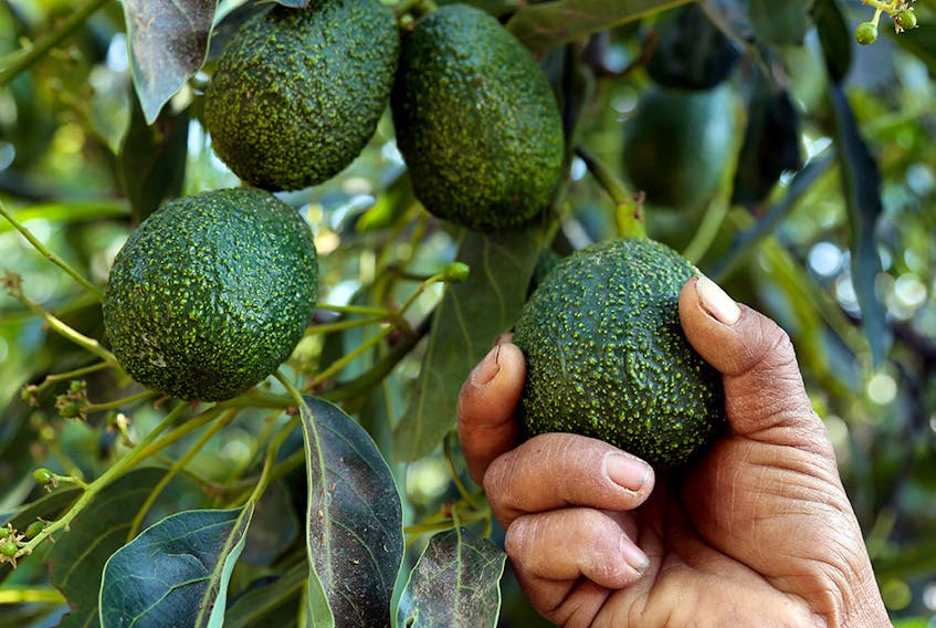 A farmer works at an avocado grove in Puebla, Mexico on April 5, 2019.