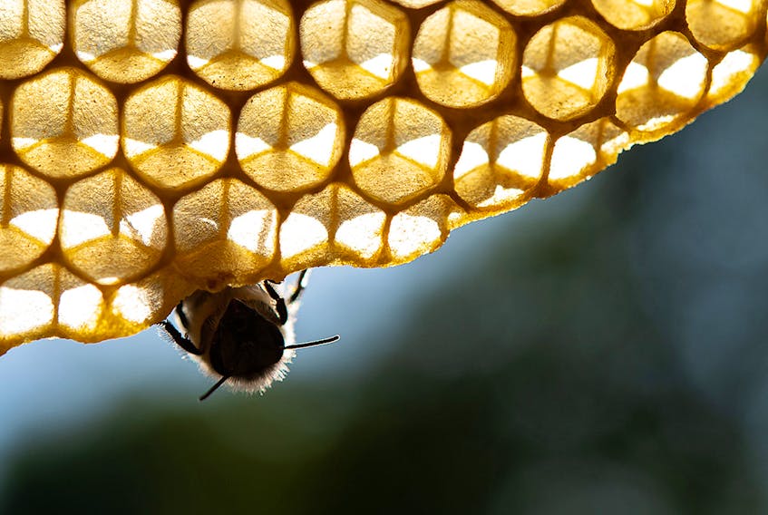 Fifty-billion bees — 40 per cent of America’s honeybee colonies — didn’t survive last winter, according to a nationwide survey.