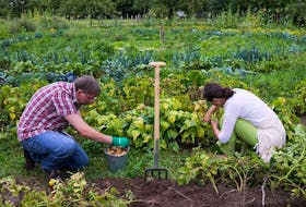 Sixty-seven per cent of new gardeners said the pandemic influenced their decision to grow their own food. 