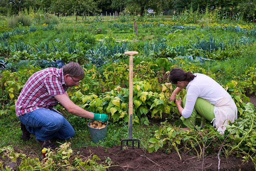 Sixty-seven per cent of new gardeners said the pandemic influenced their decision to grow their own food. 