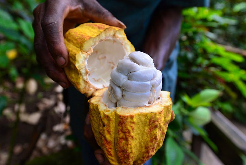 Cacao pods contain beans – the foundation of chocolate  – and sticky white pulp, which Nestlé is using as a sweetener.