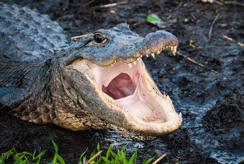Alligator with jaws wide open