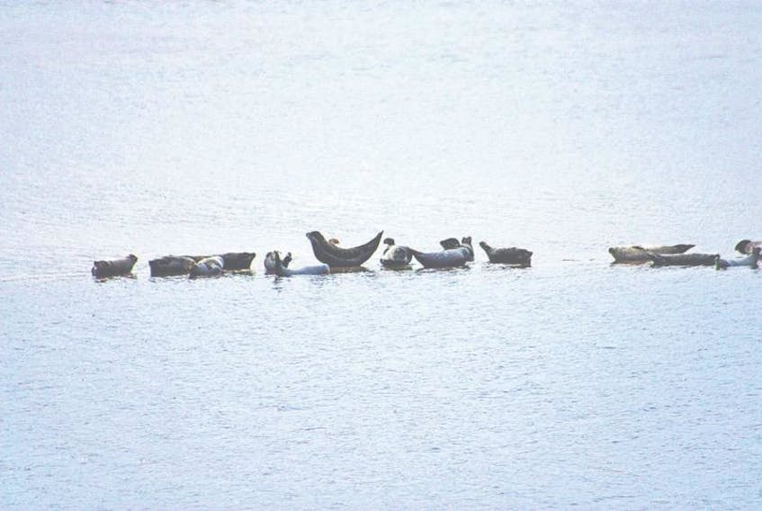 Harbour seals have been gathering at the Grand Codroy River.