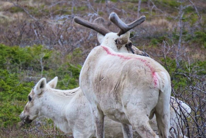 A caribou is spotted with dye used by the wildlife division when surveying population numbers. 
