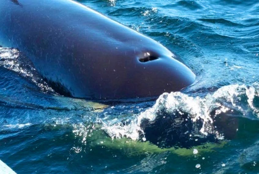 Orca whales aggressively hit the sides of the fishing boat Norm Strickland was on July 9.