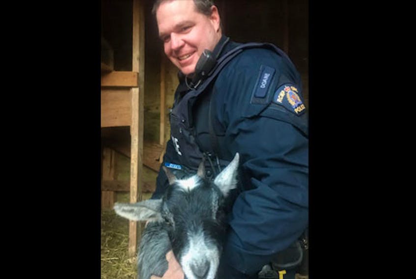 On Sunday evening, RCMP Const. Matt Doane answered a call that a pregnant goat was being chased by a black bear in Harmony, Colchester County. The goat spent the night in his barn before Marcy's owners were located.