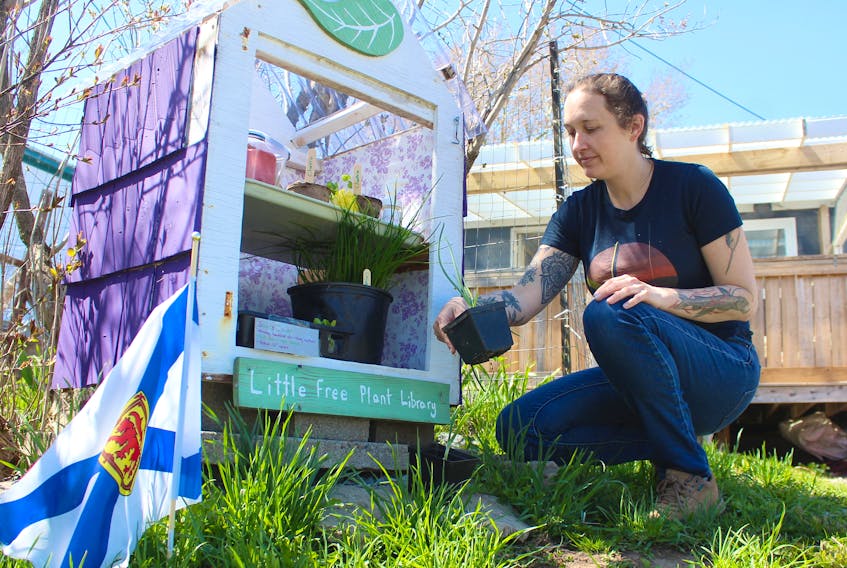 Katie Boutilier looks at onion plants that were dropped off at her Little Free Plant Library on Fulton Avenue in Westmount on Sunday. The tiny greenhouse at the end of her driveway is more popular than ever as more people set out to grow their own food this year. Chris Connors/Cape Breton Post