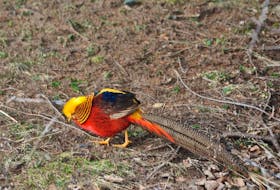 <p>Rudy the Golden Pheasant escaped from Van Tassel Family Corral Farm, about two kilometres away sometime overnight.</p>