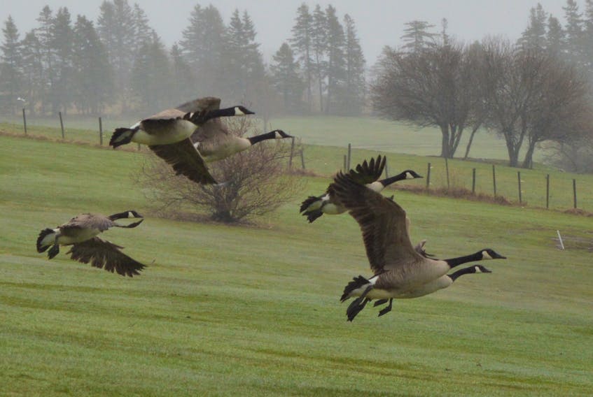 A gaggle of geese flies across the first hole of Seaview Golf and Country Club in North Sydney on Saturday. Like all Nova Scotia courses, Seaview remains closed due to COVID-related public health restrictions. However, the province has eased some outdoor restrictions by reopening parks and trails and has given golf courses the go-ahead to prepare to open. DAVID JALA/CAPE BRETON POST