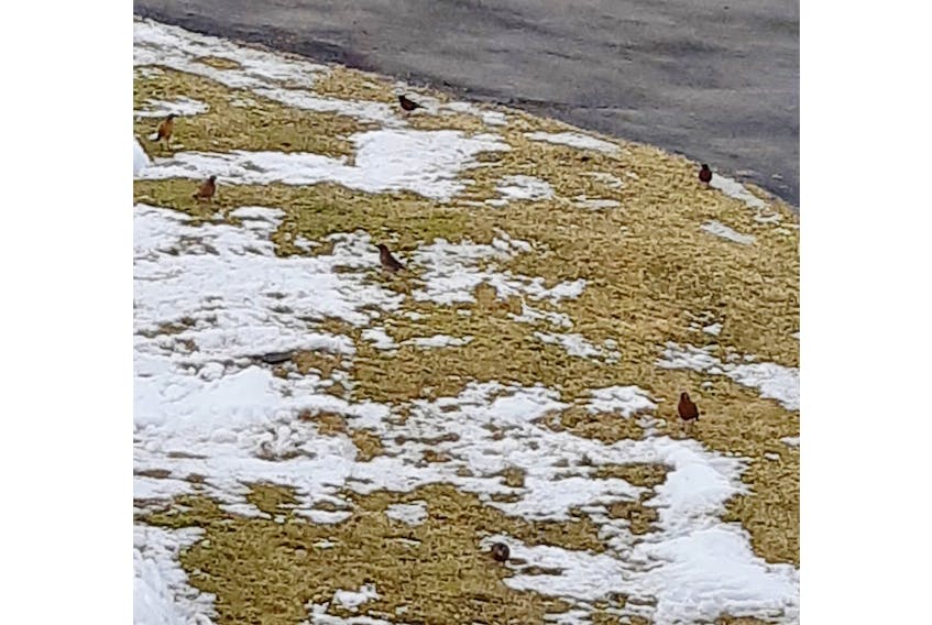 Rhonda Macdonald is always happy to see birds in her yard in Little Dover NS.  When she realized they were robins, she wondered if they were indeed harbingers of spring.