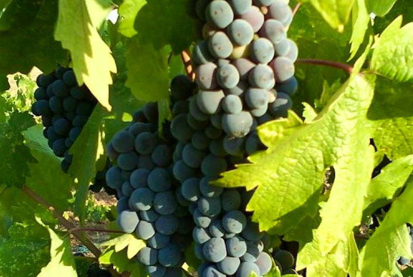 A climate study shows that grapes could be a cash crop in Shelburne County,