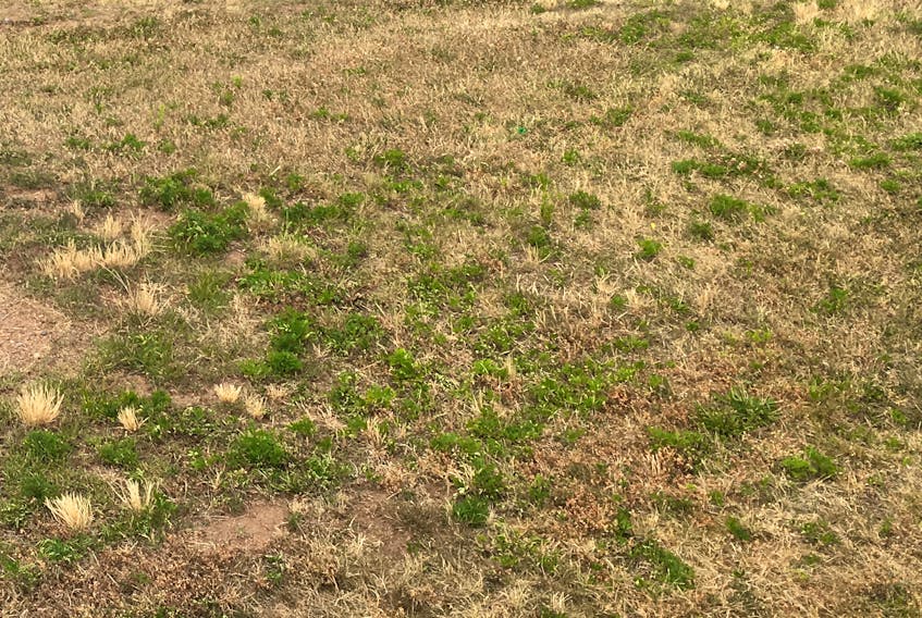 Dry weather is parching lawns in Nova Scotia this July.