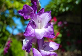 People who wish to plant gladiolas can wait until they can be planted directly in the garden. 